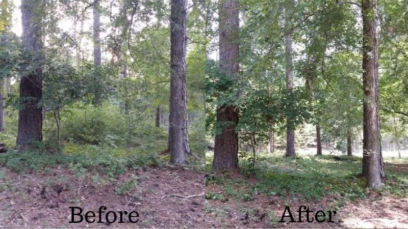 A forested area showing a cleared space in the foreground with trees and green foliage in the background; the left side labeled 'Before' and the right side labeled 'After'.