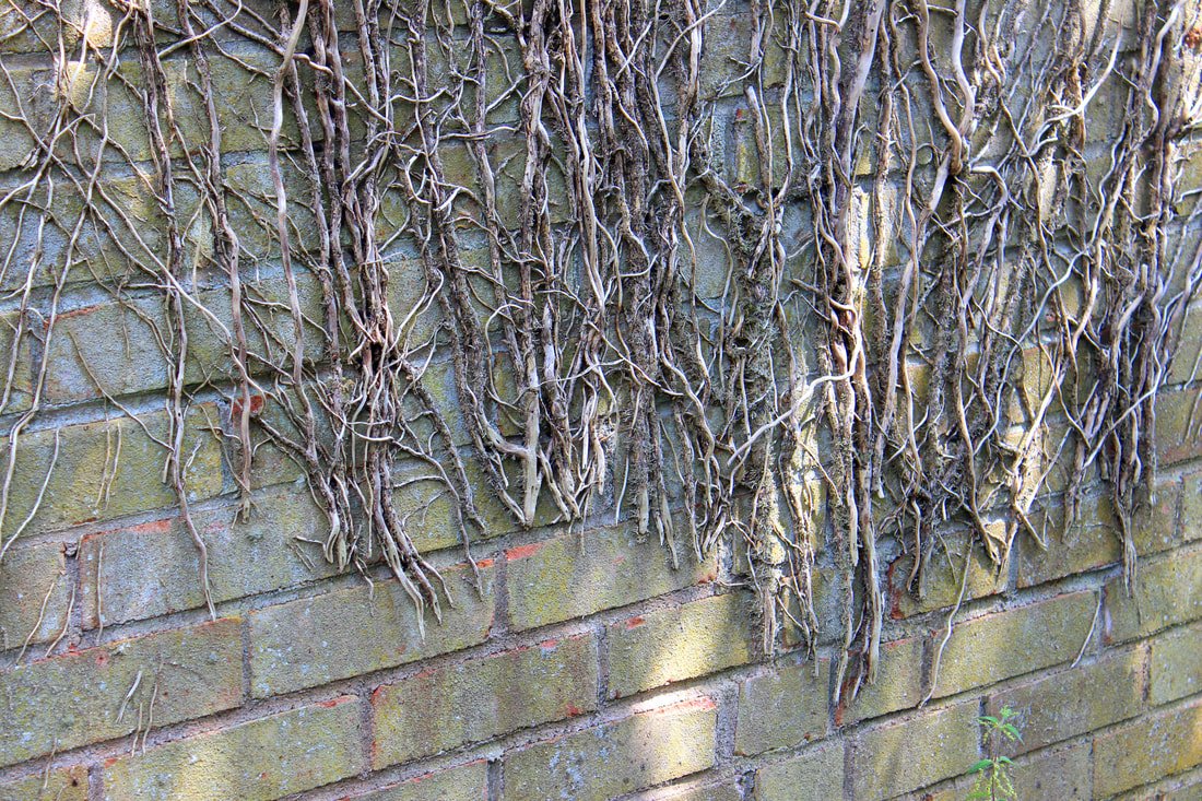 dead ivy on a wall