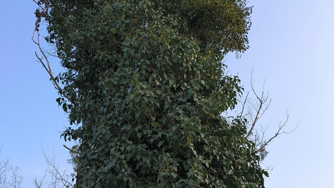 ivy growing over tree