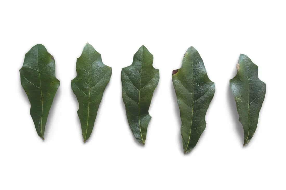 southern live oak tree leaves