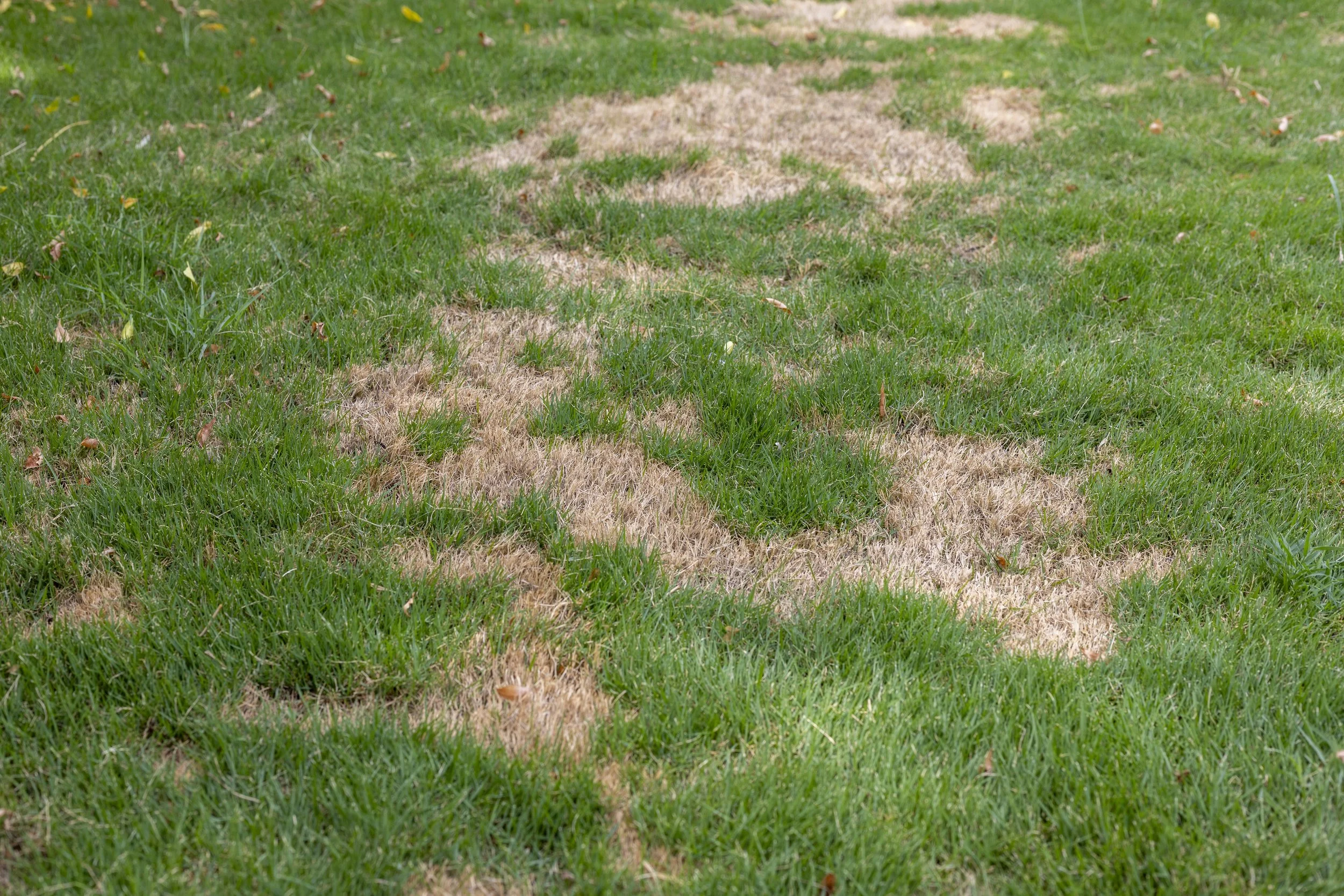 lawn with bald spots