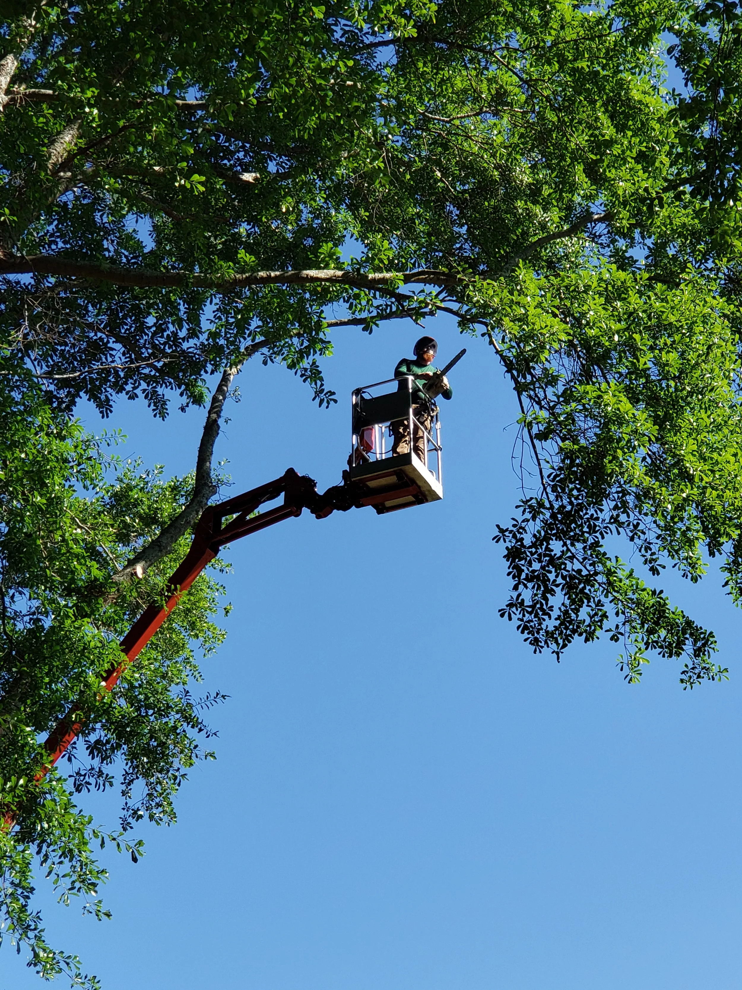 tree limb pruning