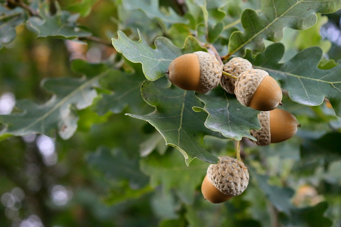 cluster of acorns in oak tree