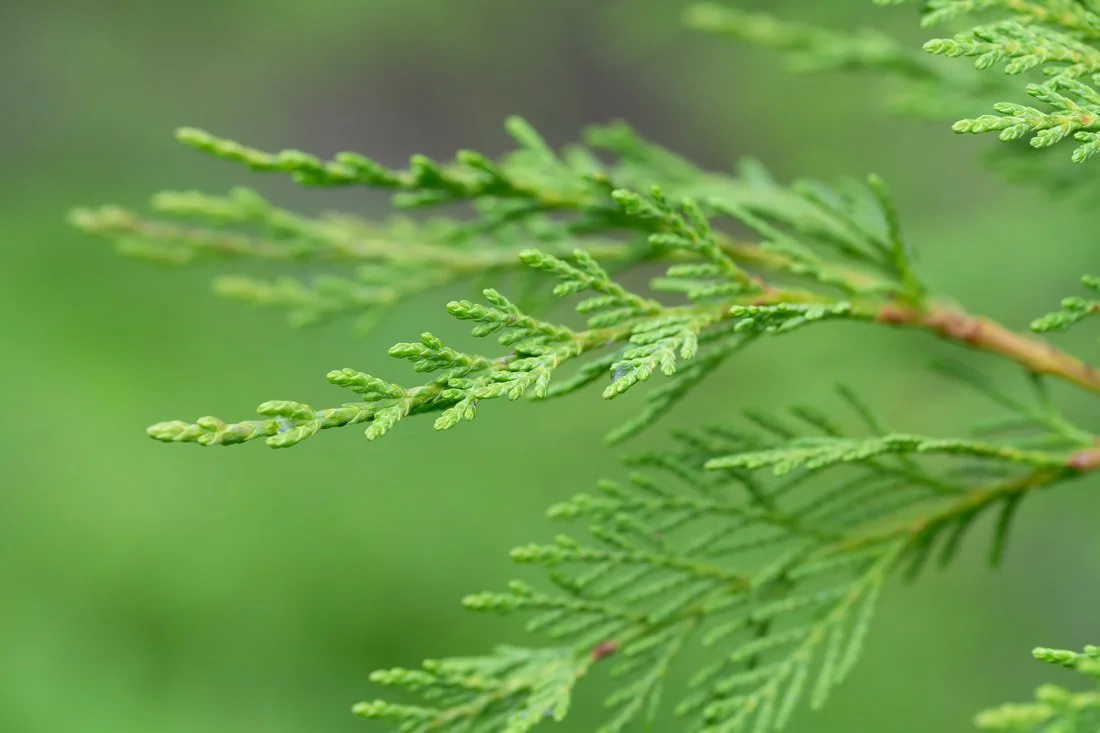 leyland cypress needle leaves