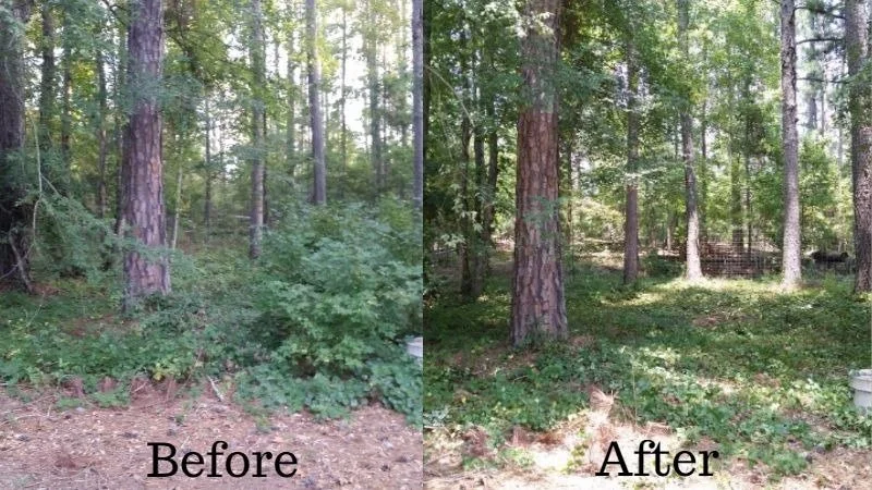 Split image showing a forest scene labeled 'Before' and 'After.' The 'Before' side has overgrown bushes and a tree stump, while the 'After' side has cleared bushes, revealing a cleaner forest floor and more visible trees.