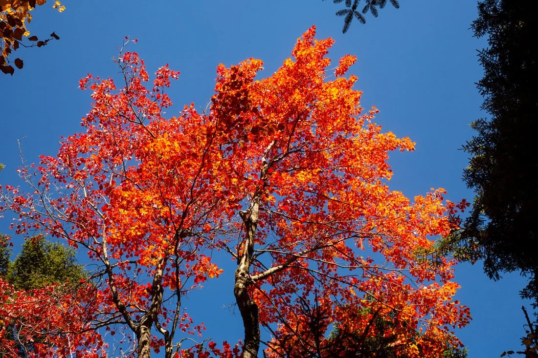 red maple tree in fall