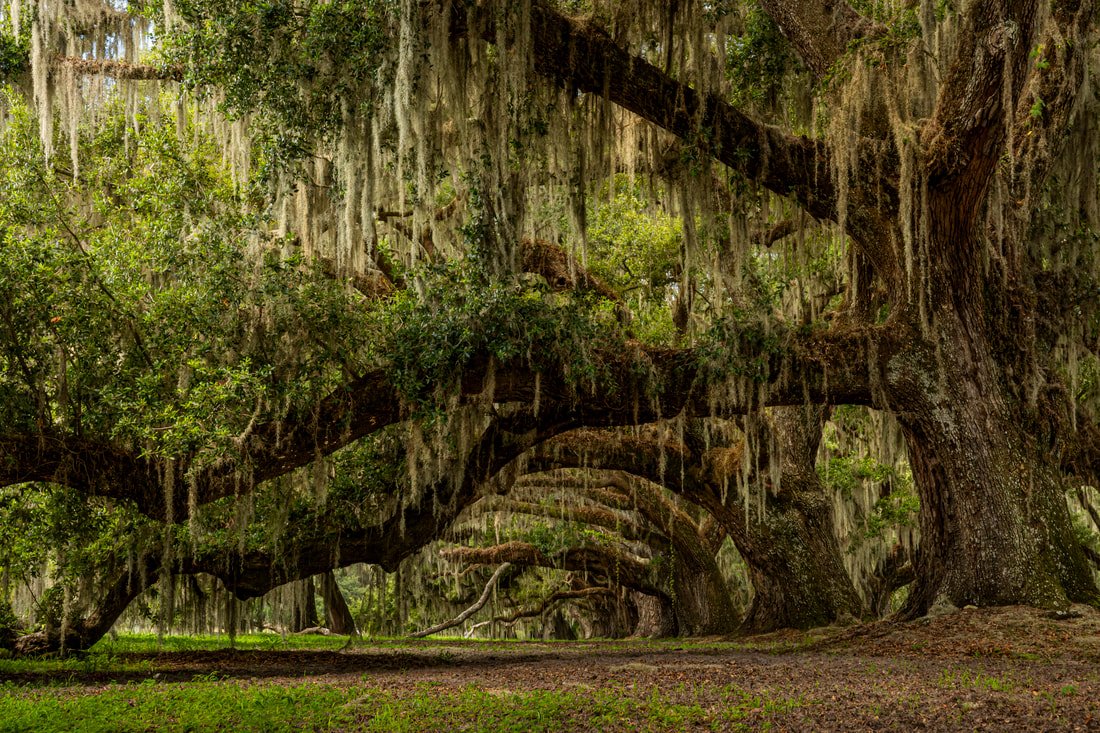row of live oaks covered in spanish moss.jpg