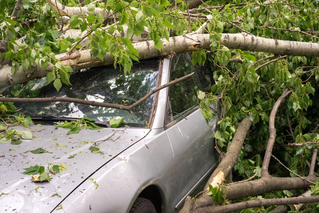 multiple tree branches crushing the roof of a silver car
