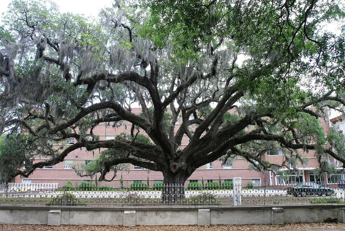 the candler oak viewed front-on