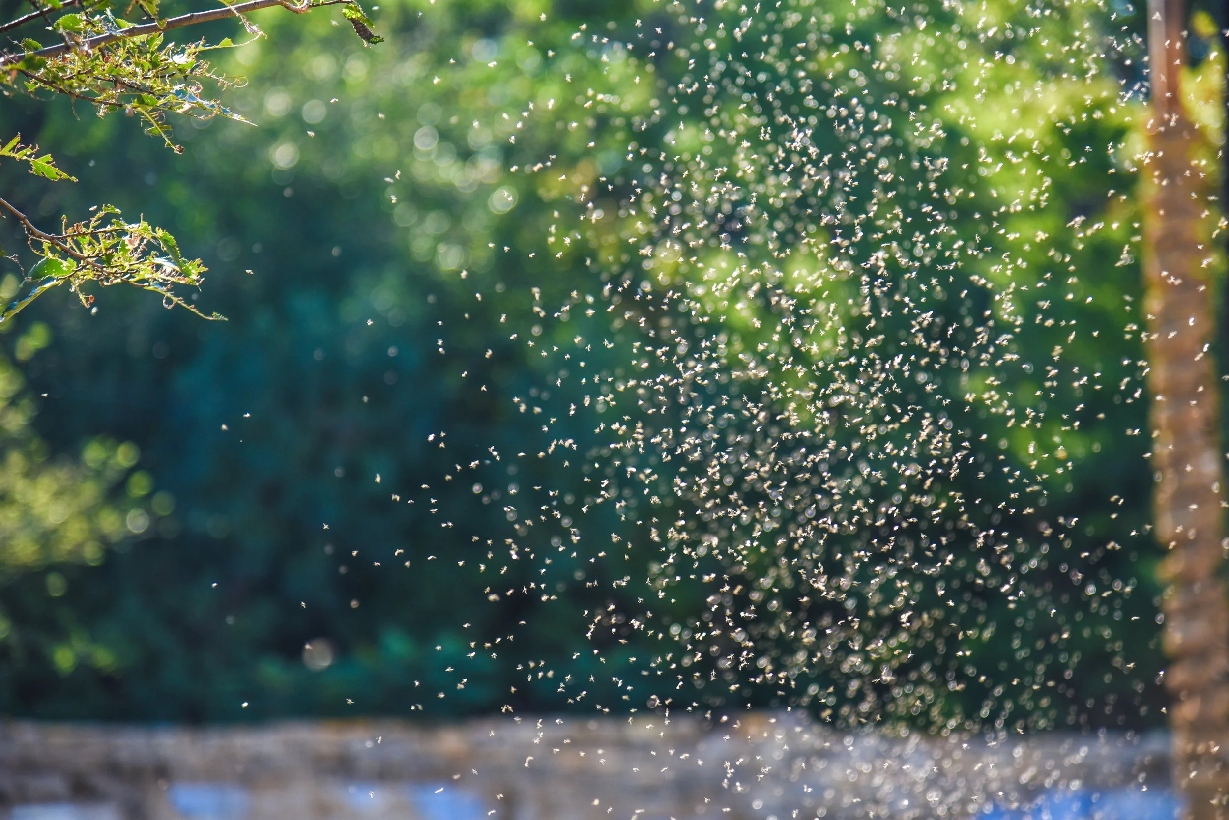 swarm of mosquitoes