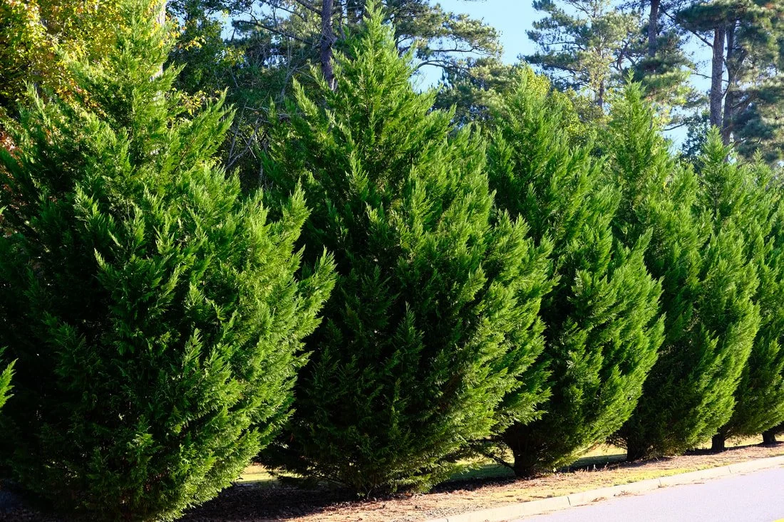 row of leyland cypresses