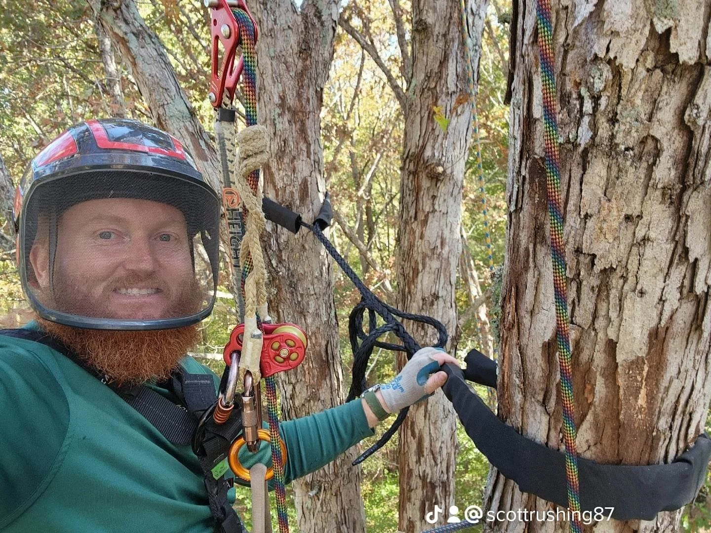 cabling two leaders in one tree