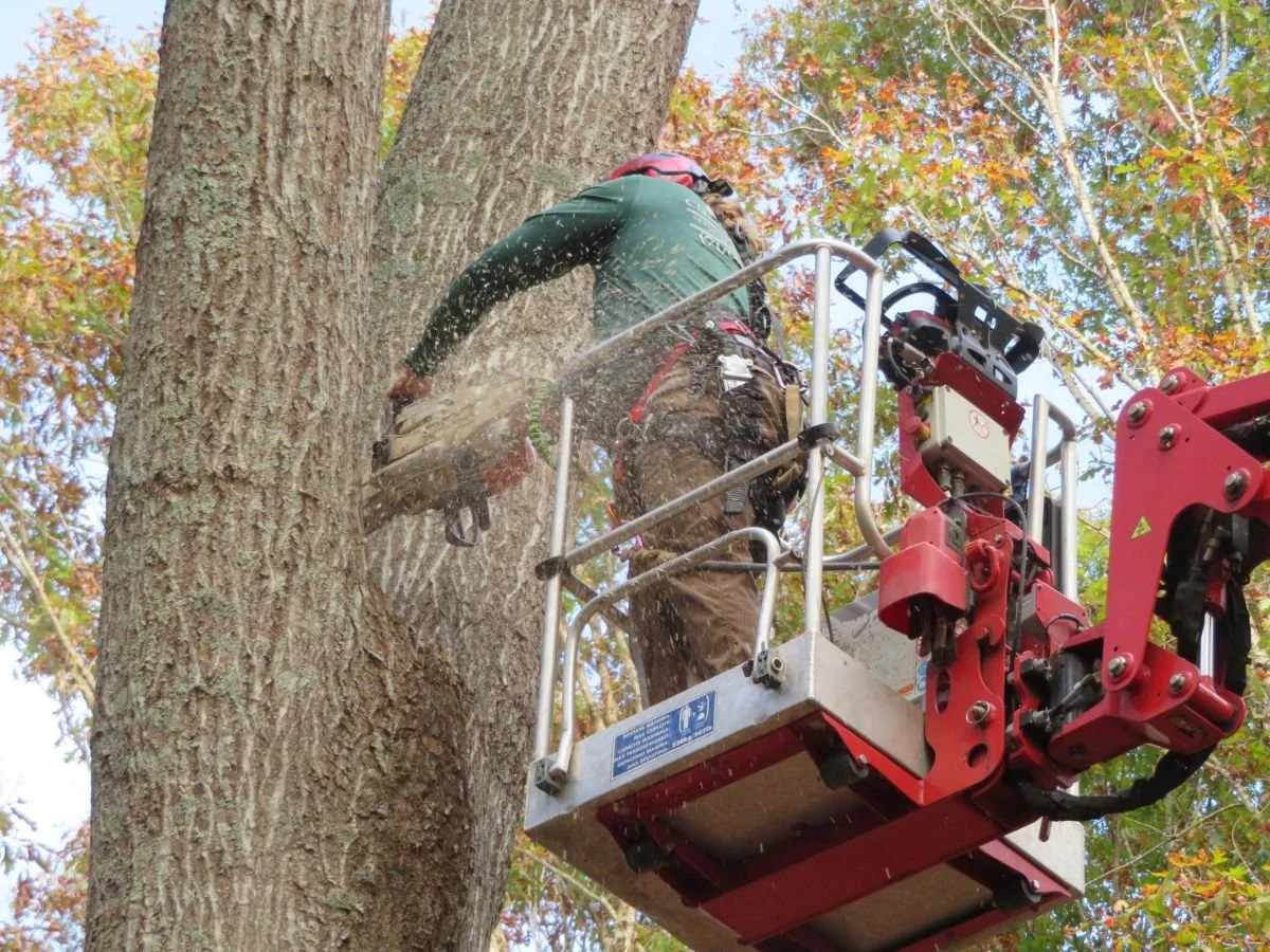 A worker cutting a tree with a chainsaw from a cherry picker lift.