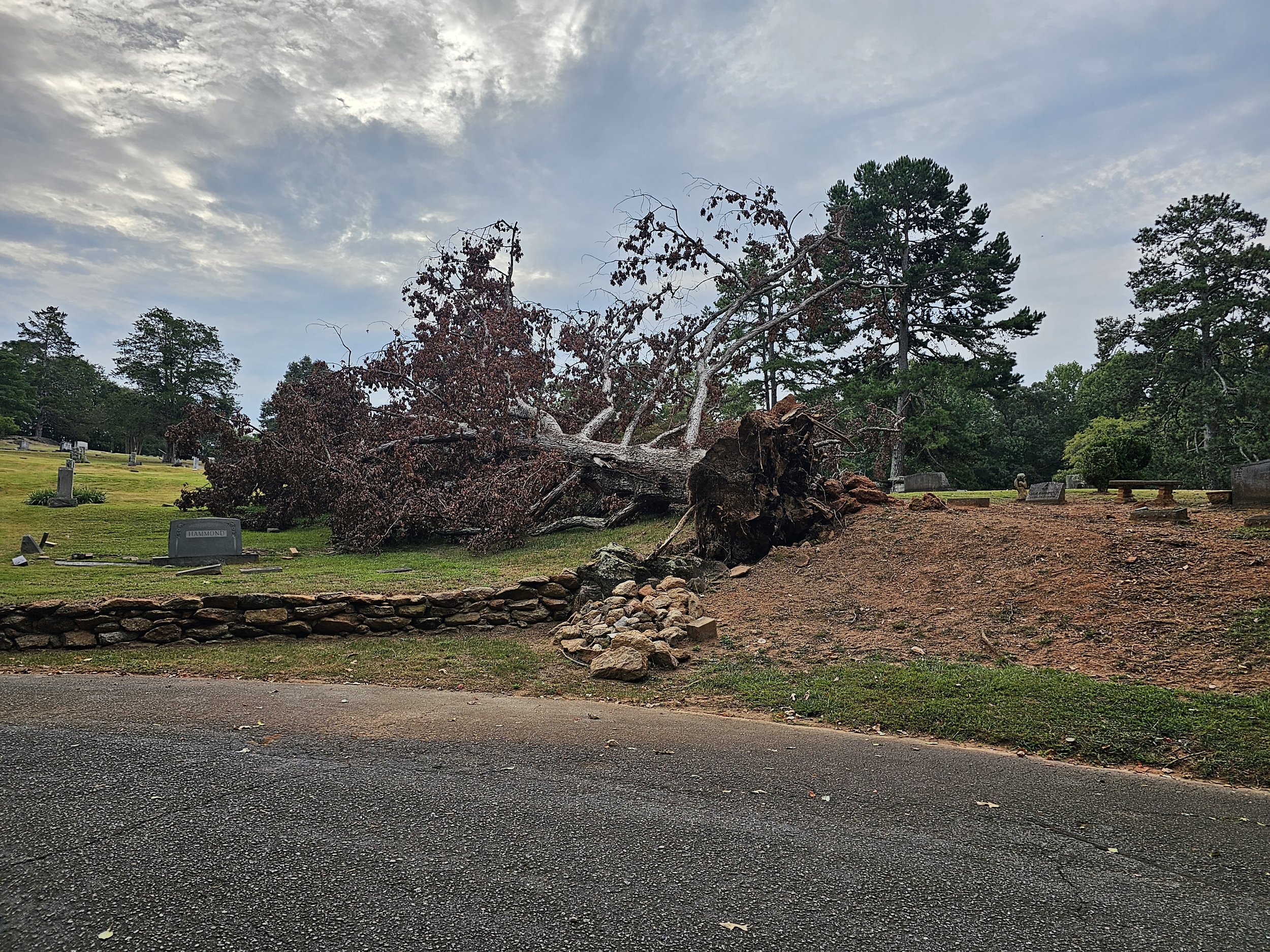 A fallen tree with exposed roots rests across a cemetery, with headstones and grave markers in the background, under a cloudy sky.