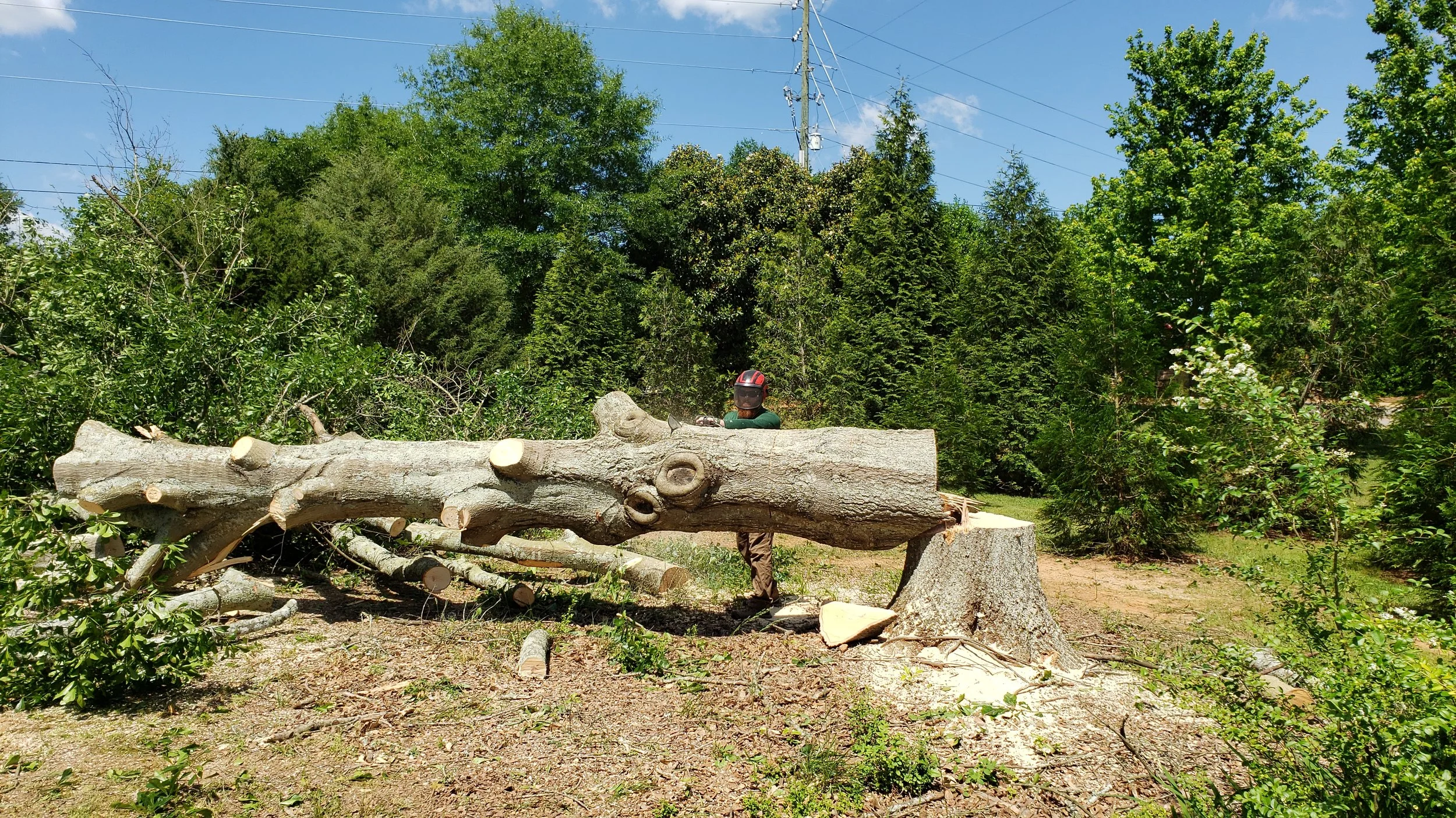 A person wearing a helmet and green clothing stands behind a large fallen tree trunk, which is cut from a tree and surrounded by greenery and trees in a forested area on a sunny day.