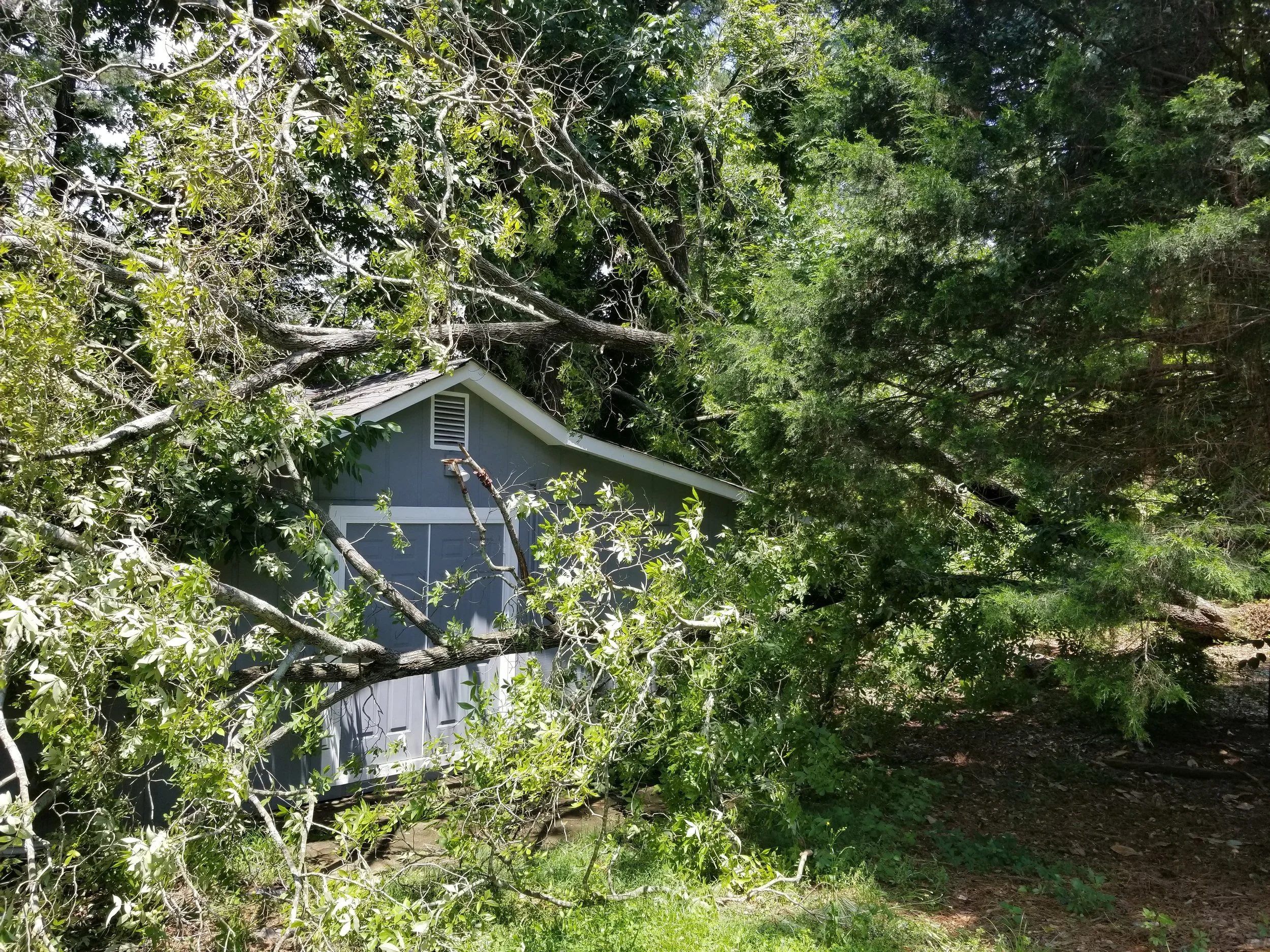 A small gray shed partially obscured by fallen branches and dense green trees.