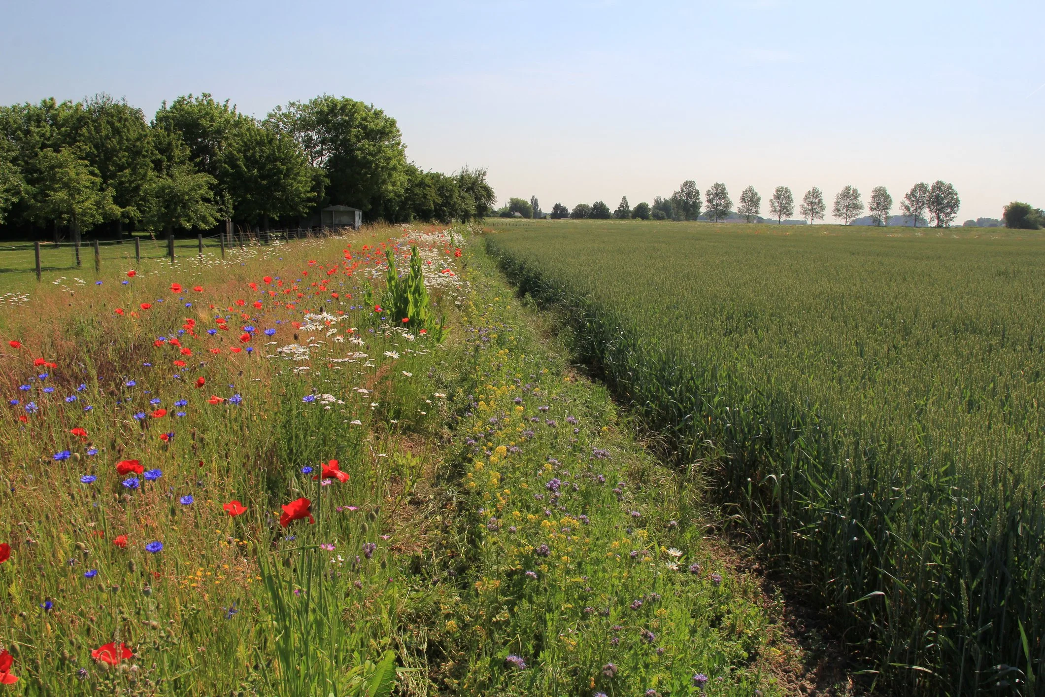 biodiverse field