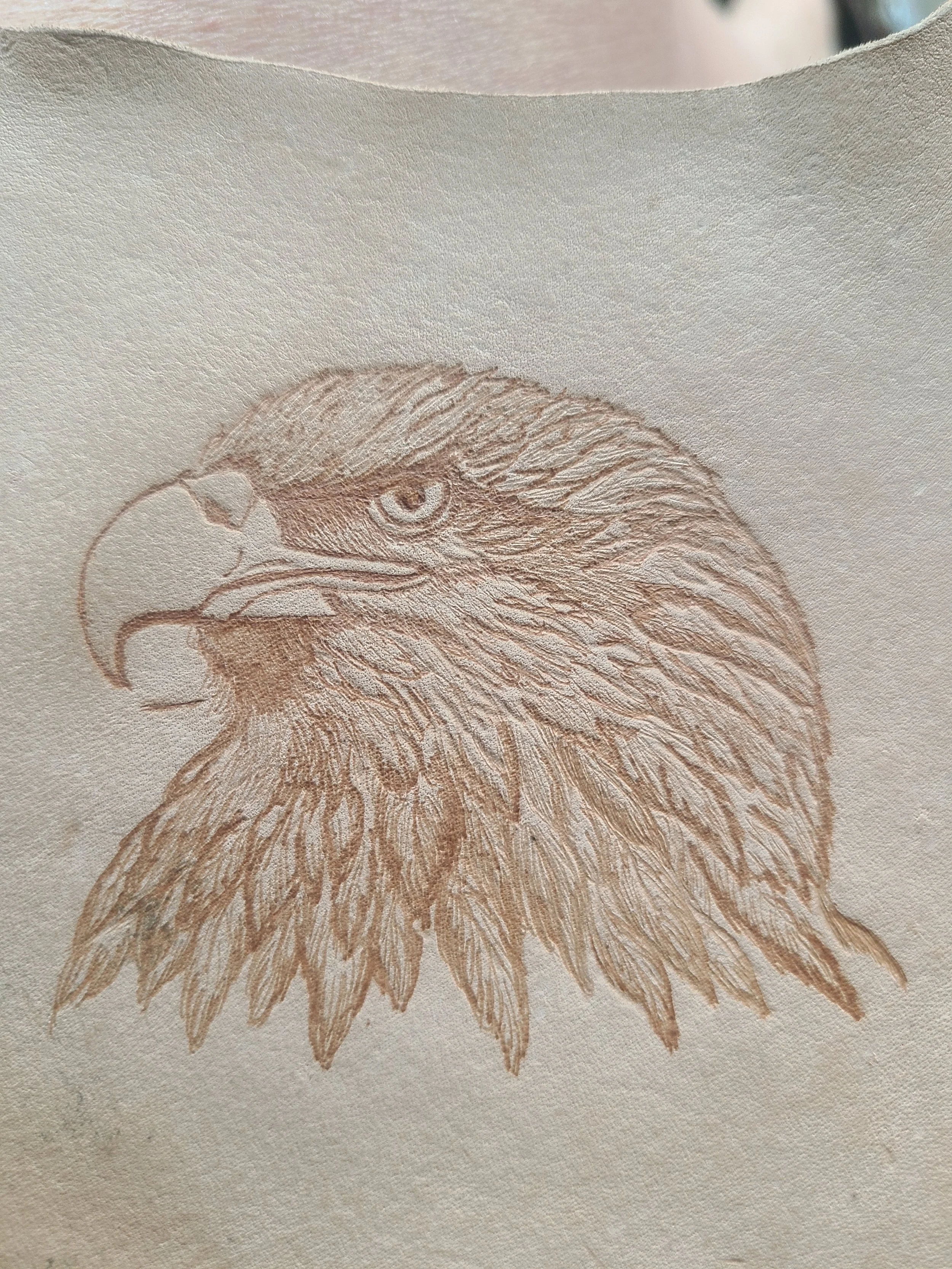 Sketch of an eagle's head in profile view, showing detailed feathers and sharp beak.