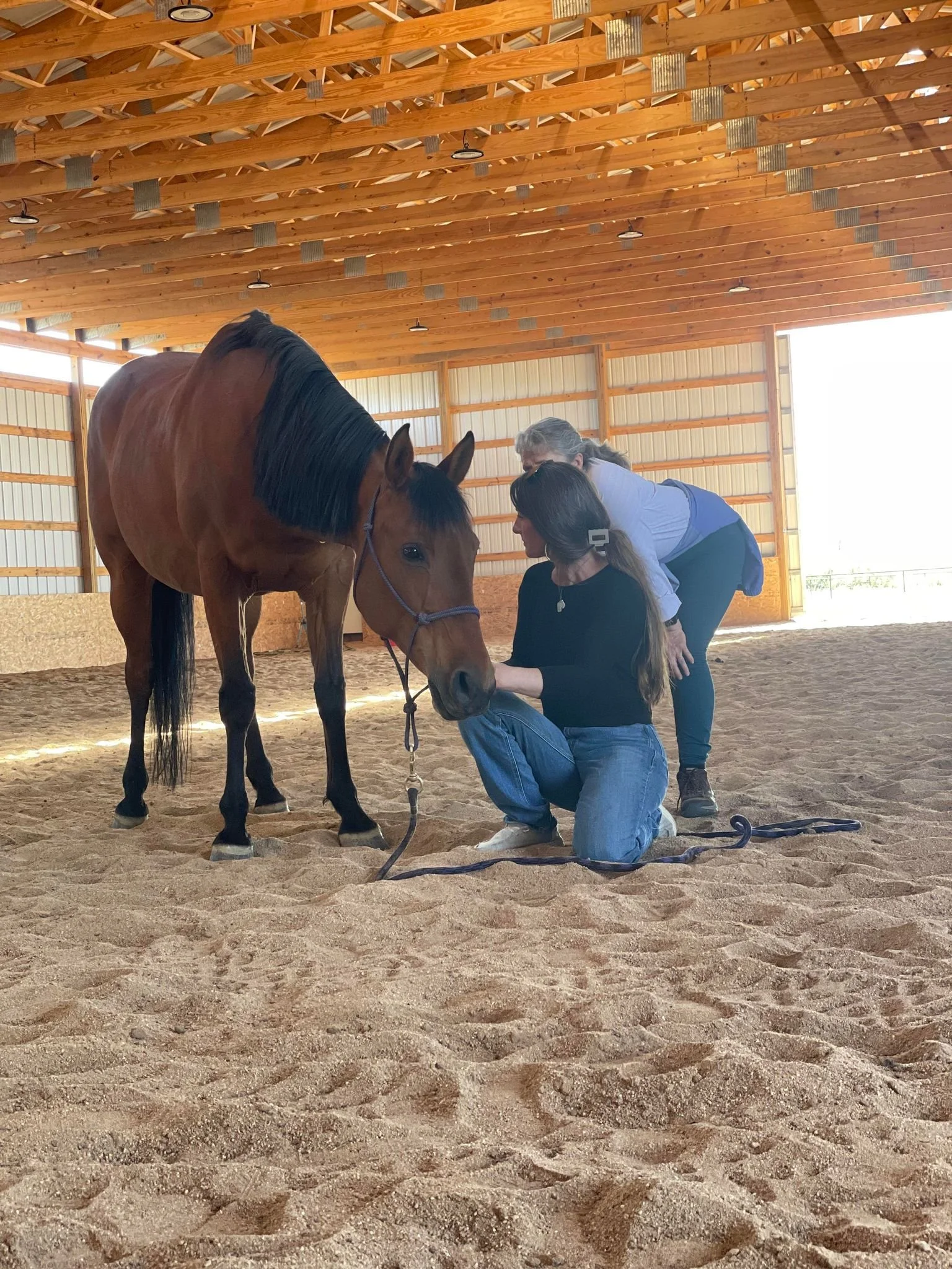 Three women with a brown horse in an indoor riding arena. One woman is kneeling, holding the horse's bridle, while the other two women stand close, bending slightly, observing and interacting with the horse.