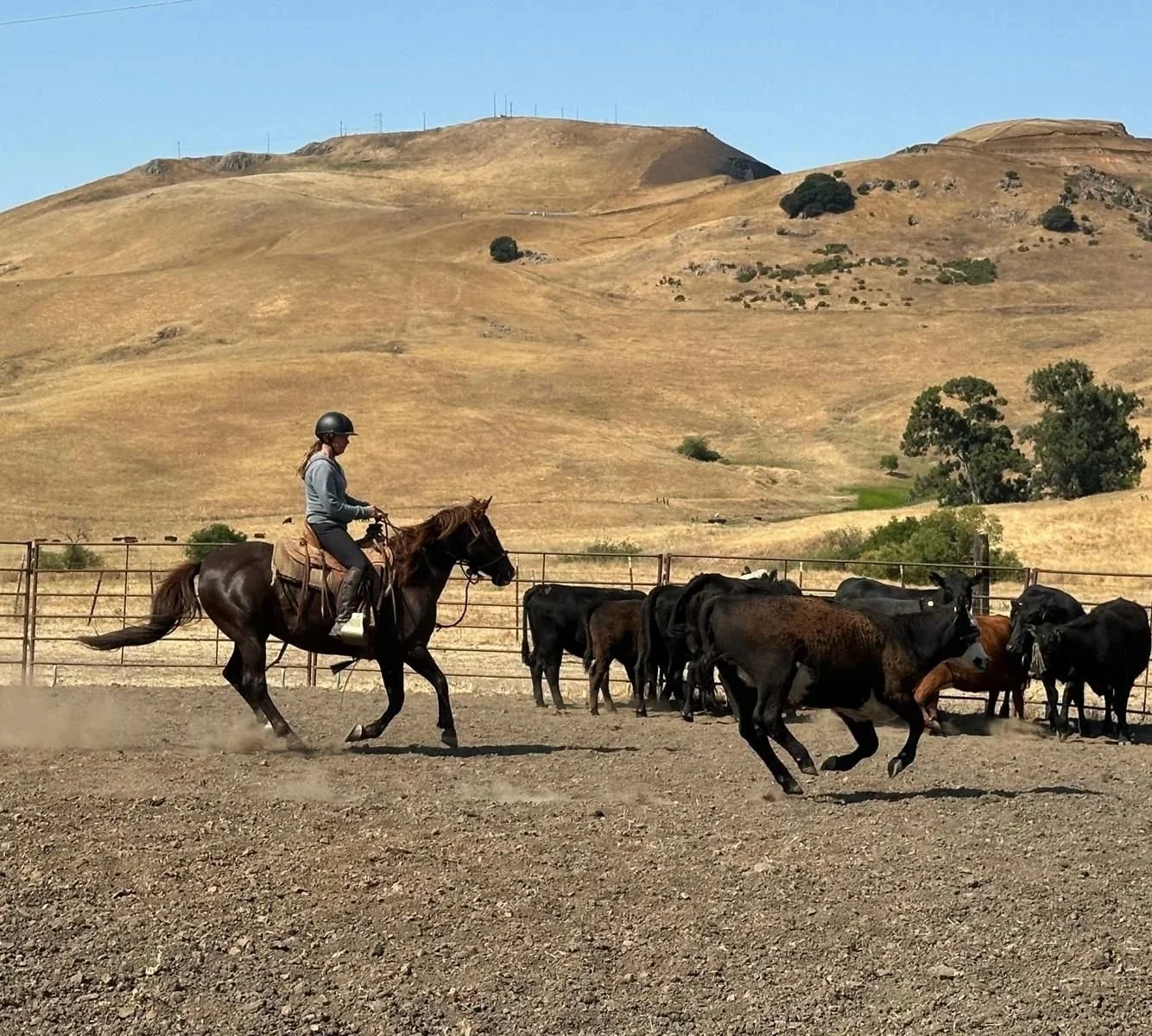 Person riding a horse in a dirt arena with cattle, dry hills in the background on a sunny day.