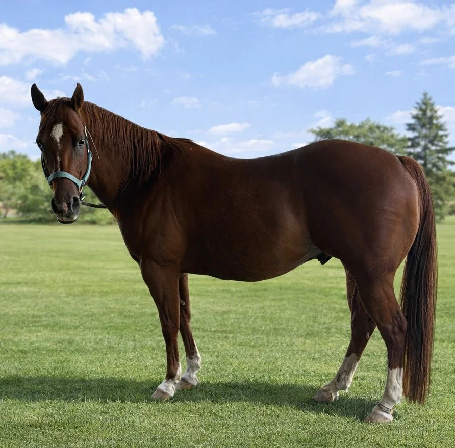 A brown horse with a white star on its forehead, standing on a grassy field under a partly cloudy sky.
