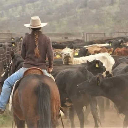 A person riding a horse, her back to the camera, wearing a wide-brimmed hat and a brown sweater, her long braid visible. She is surrounded by cattle in a rural, open landscape.