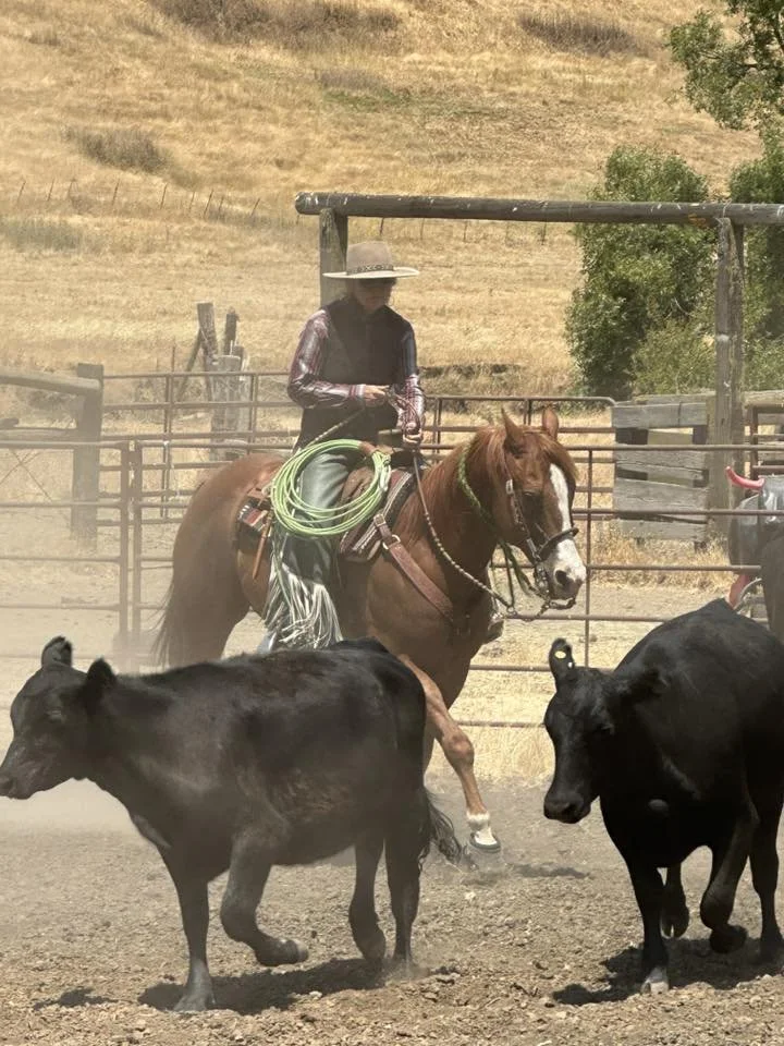 A cowboy on horseback herding black cattle on a dusty ranch with open dry hills in the background.