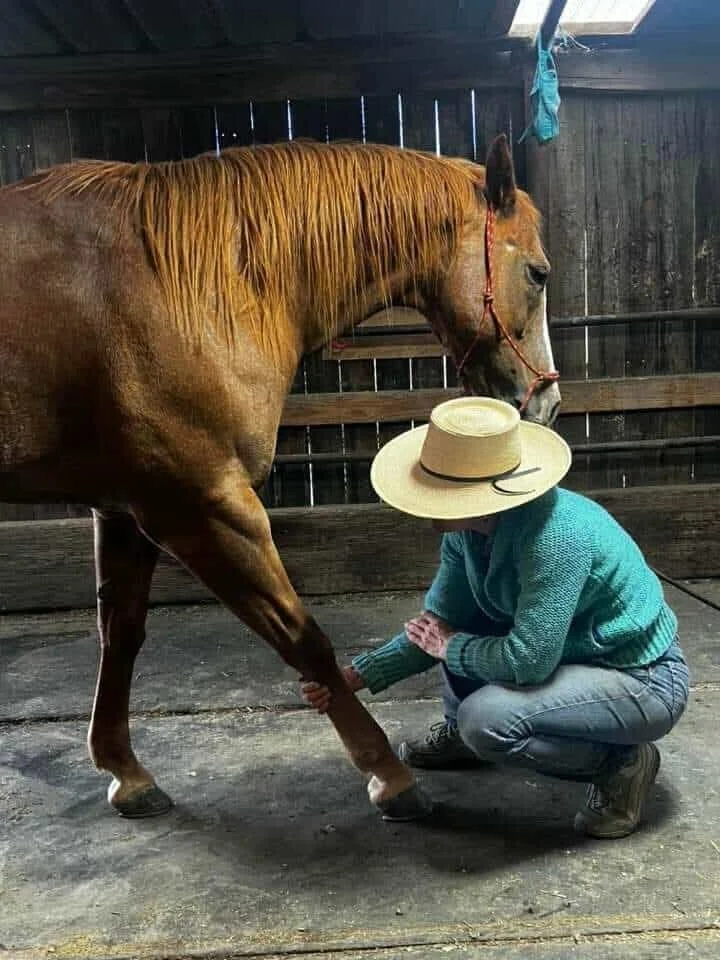 A person wearing a wide-brimmed hat and blue clothing kneeling on the ground, holding a horse's leg, inside a barn or stable with wooden walls.