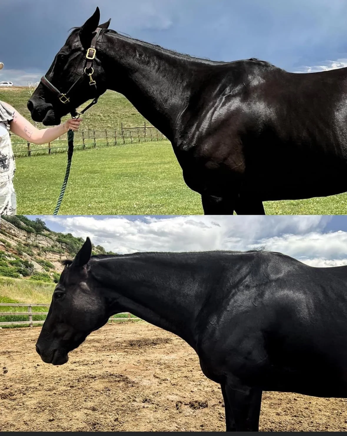 Two side profile images of a black horse, with the top photo showing a person holding its bridle on a grassy field, and the bottom photo showing the horse on a dirt arena with a rocky hillside in the background.