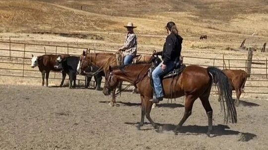 Two women riding horses in a fenced outdoor area with cattle and hills in the background.