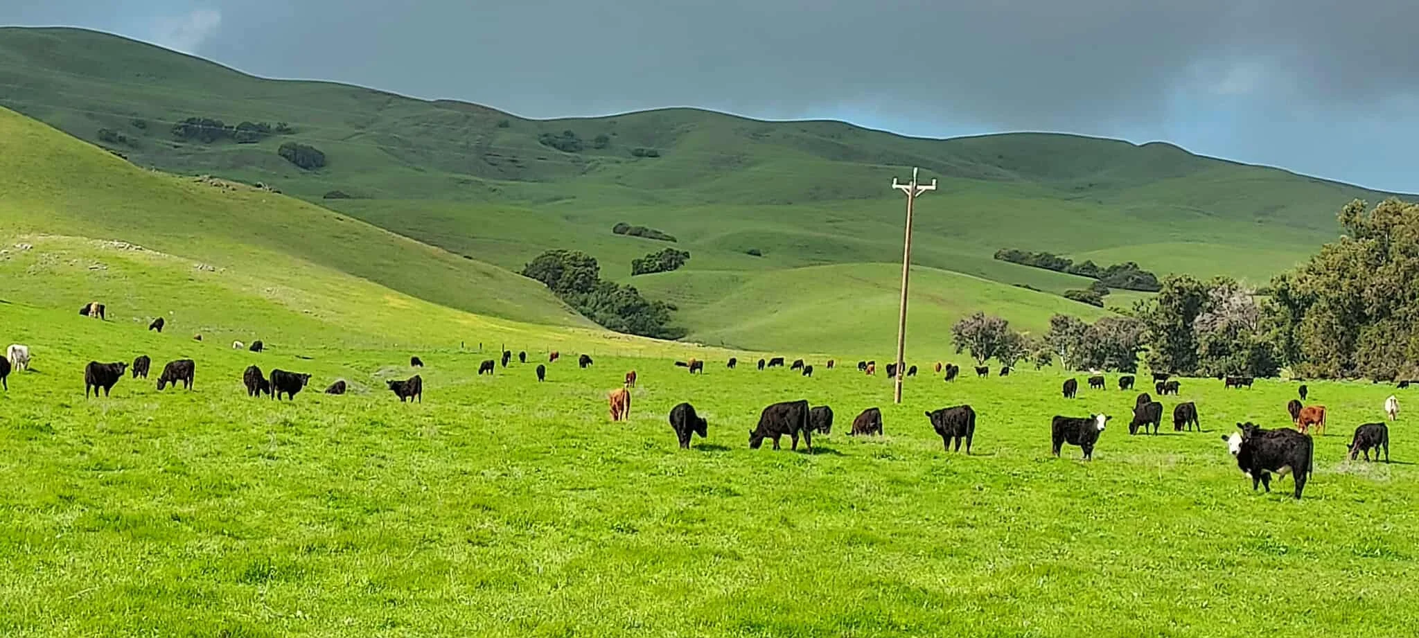 Green pasture with cows grazing, hills in the background, trees on the right side, and a utility pole in the midground.