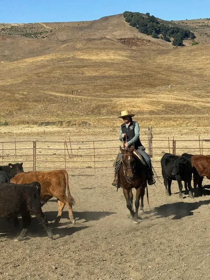 A woman riding a horse in a fenced pasture with cattle, set against a dry, hilly landscape under a clear blue sky.