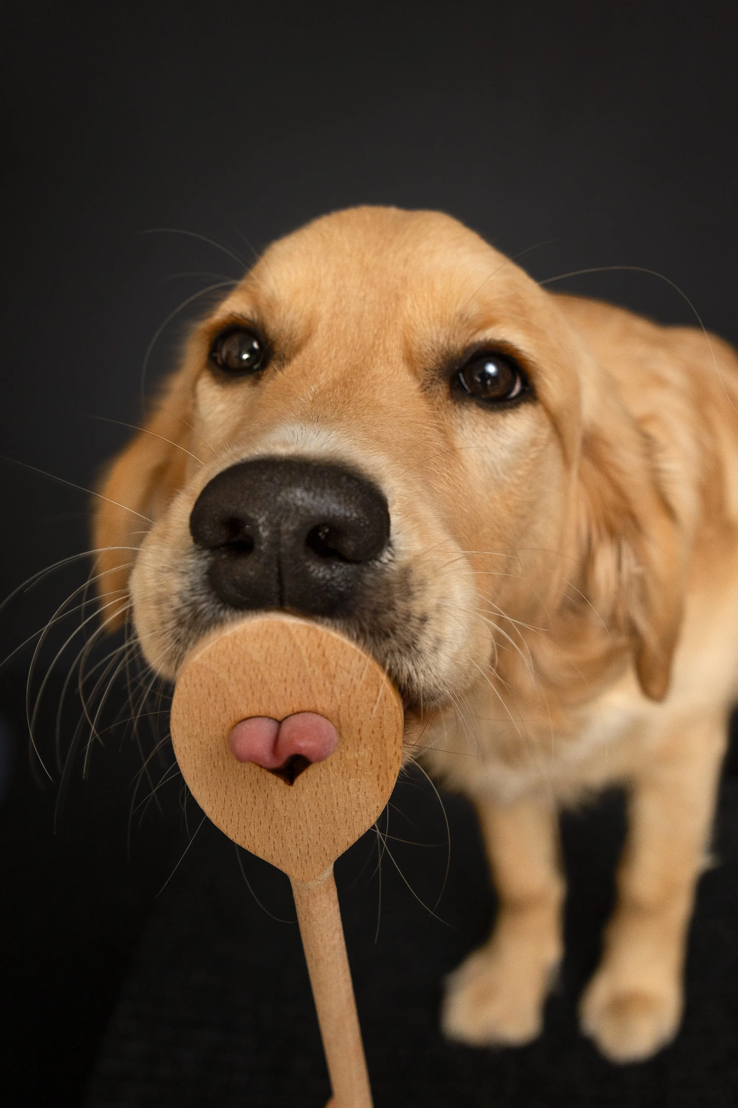 Hund schleckt an Kochlöffel