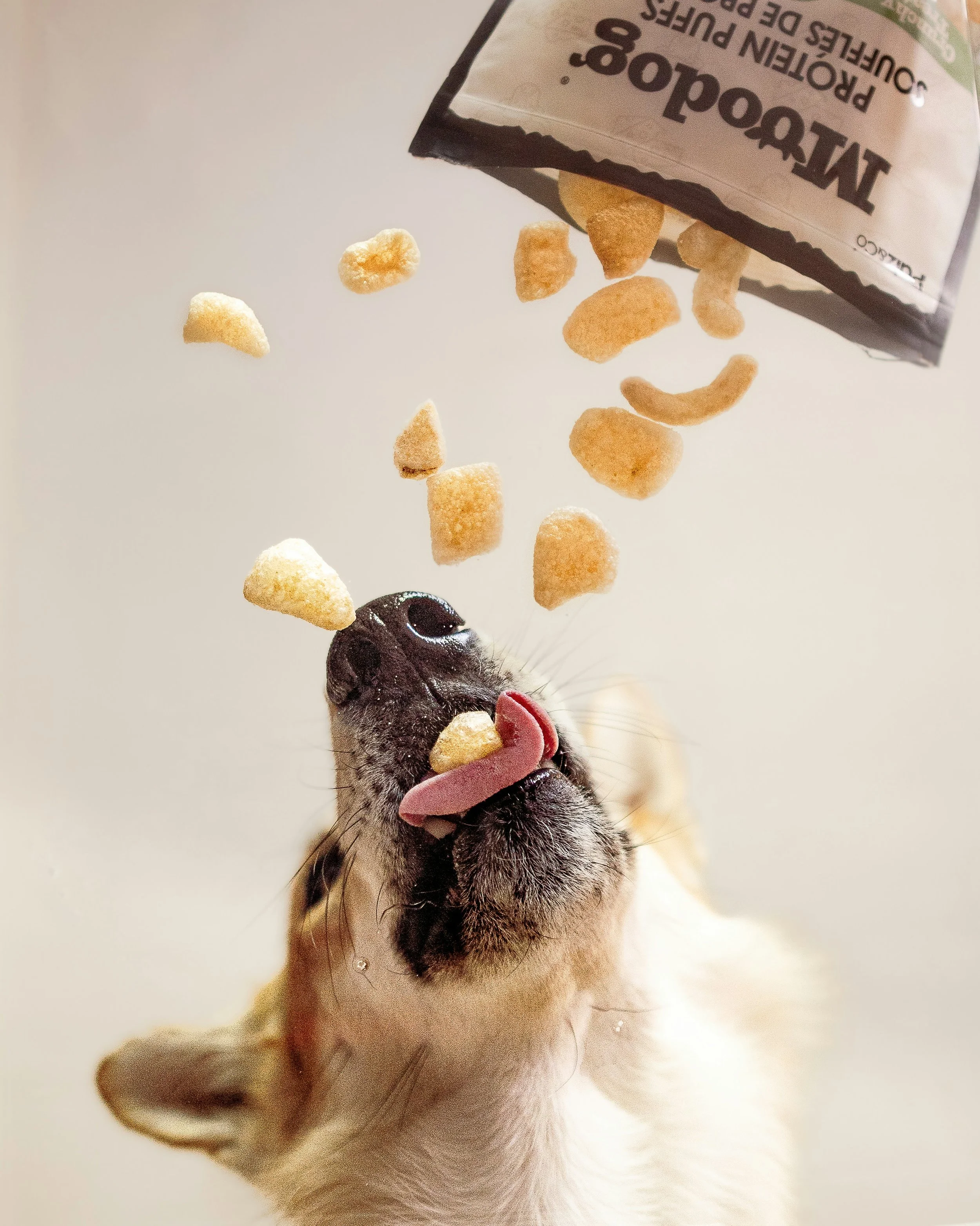 Hund, der nach Trockenfutter schnüffelt, während Futterwürfel in die Luft fliegen.