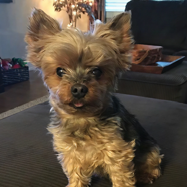 Bentley's Story