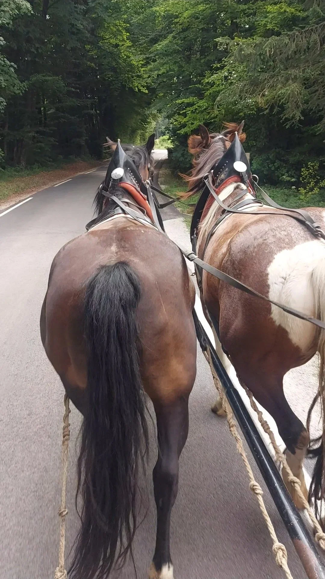 Akademija ŠAPA - vadba za otroke in programi za odrasle - nogomet, gibanje, plavanje, osebno trenerstvo, hujšanje, učenje plavanja, vadba za seniorje oz. starejše - Ivančna Gorica, Višnja Gora, Šentvid pri Stični, Zagradec, Veliki Gaber, Ljubljana