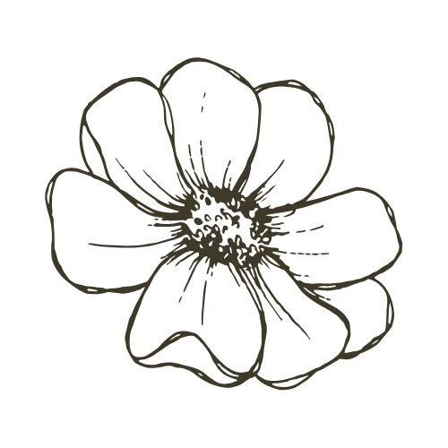 sensitive feminine store hand-drawn daisy