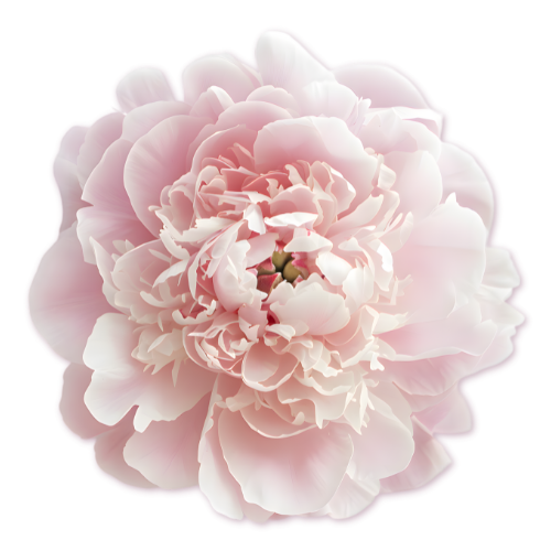 Close-up of a light pink peony flower with ruffled petals.