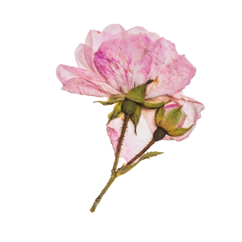 A pink and white flower with a few buds on a green stem.