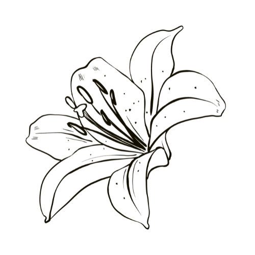 Illustration of a lilly flower with five large petals.
