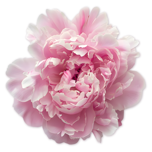 A pink peony flower with ruffled petals against a black background.