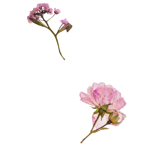 Two pink flowers, one with a bud, against a black background.