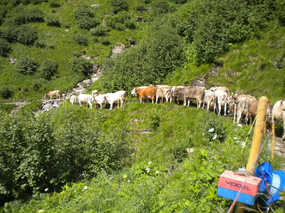 Alpkäserei Durchnachtal Glarner Alpkäse