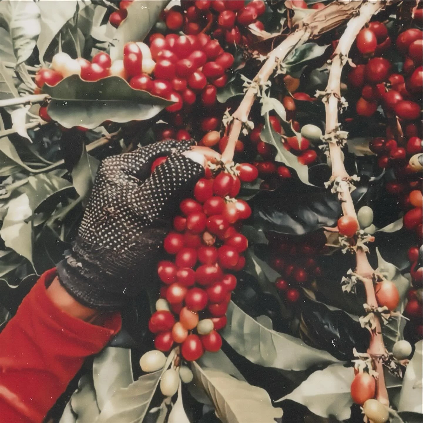 We traveled to Colombia to hand-select the first 3 coffees for our new collection. 
Our samples and selected lots have officially arrived to our lab. 

#specialtycoffee #coffeeroaster #pdxcoffee #coffeejourney #nanolot #colombiancoffee #coffeefarm #r