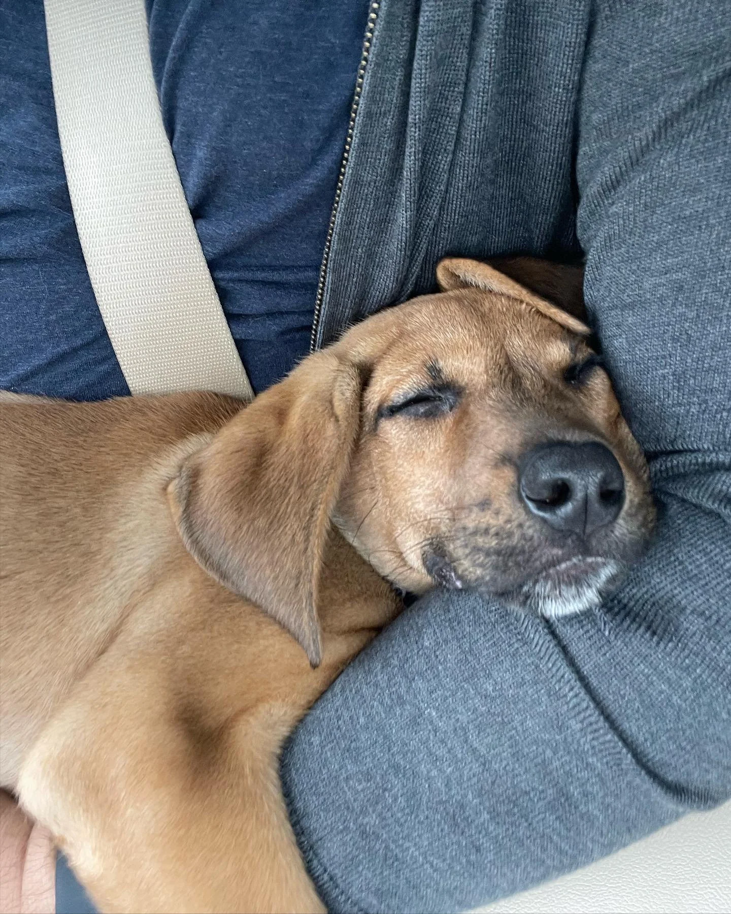 Our new Puppy, Ted. Born July 4th, adopted September 28th.  #puppy #puppiesofinstagram #rescuedog