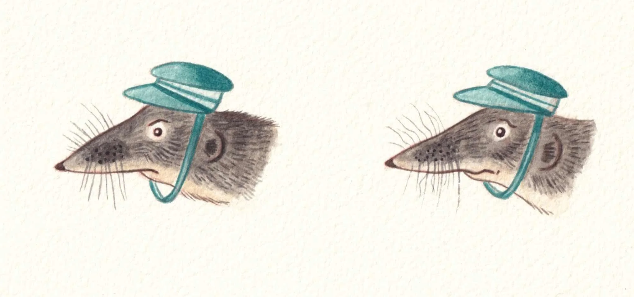 Children's picture book illustrations of a shrew wearing a hat. Showing expressions and emotions. Character, profile, portrait studies. Watercolour paintings by Amy James, artist based in Northamptonshire, UK.