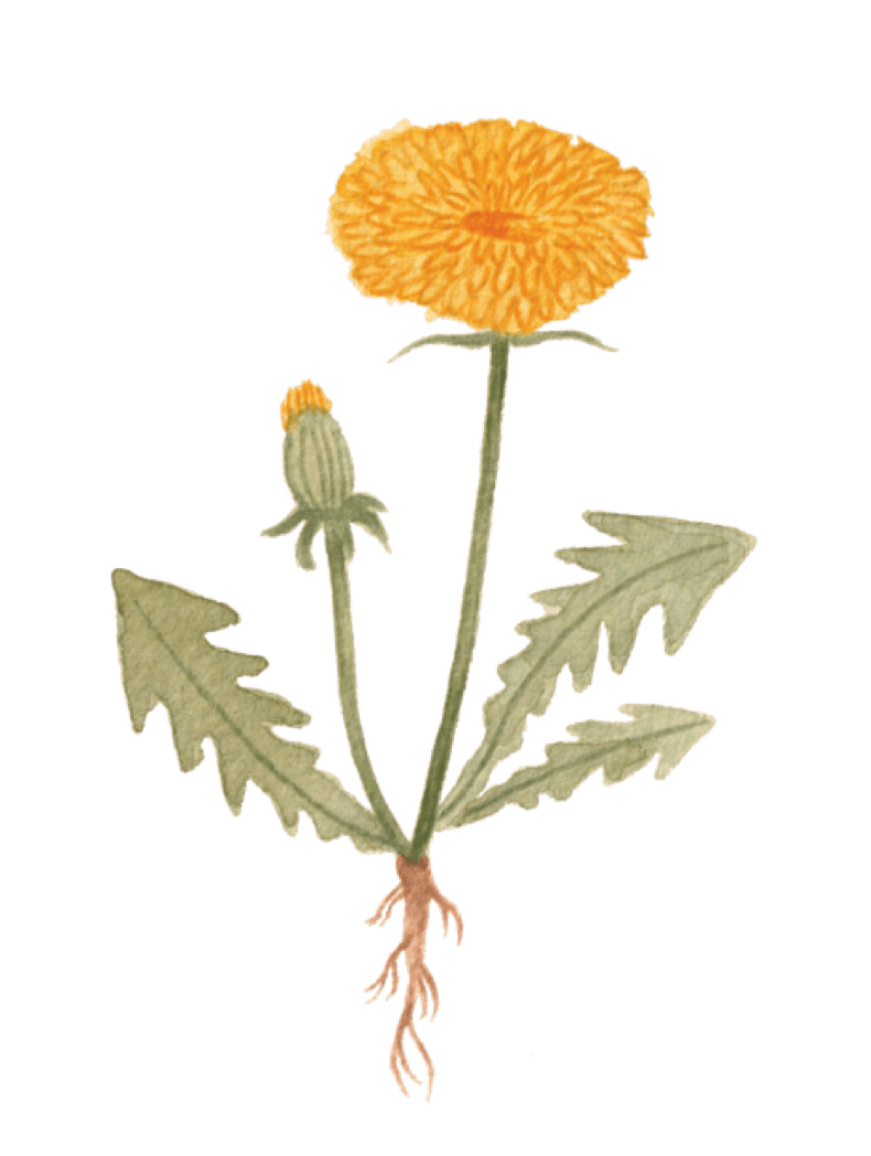watercolour painting of a dandelion flower, by Amy James whimsical, cosy, picture book illustrator, based in Northamptonshire.