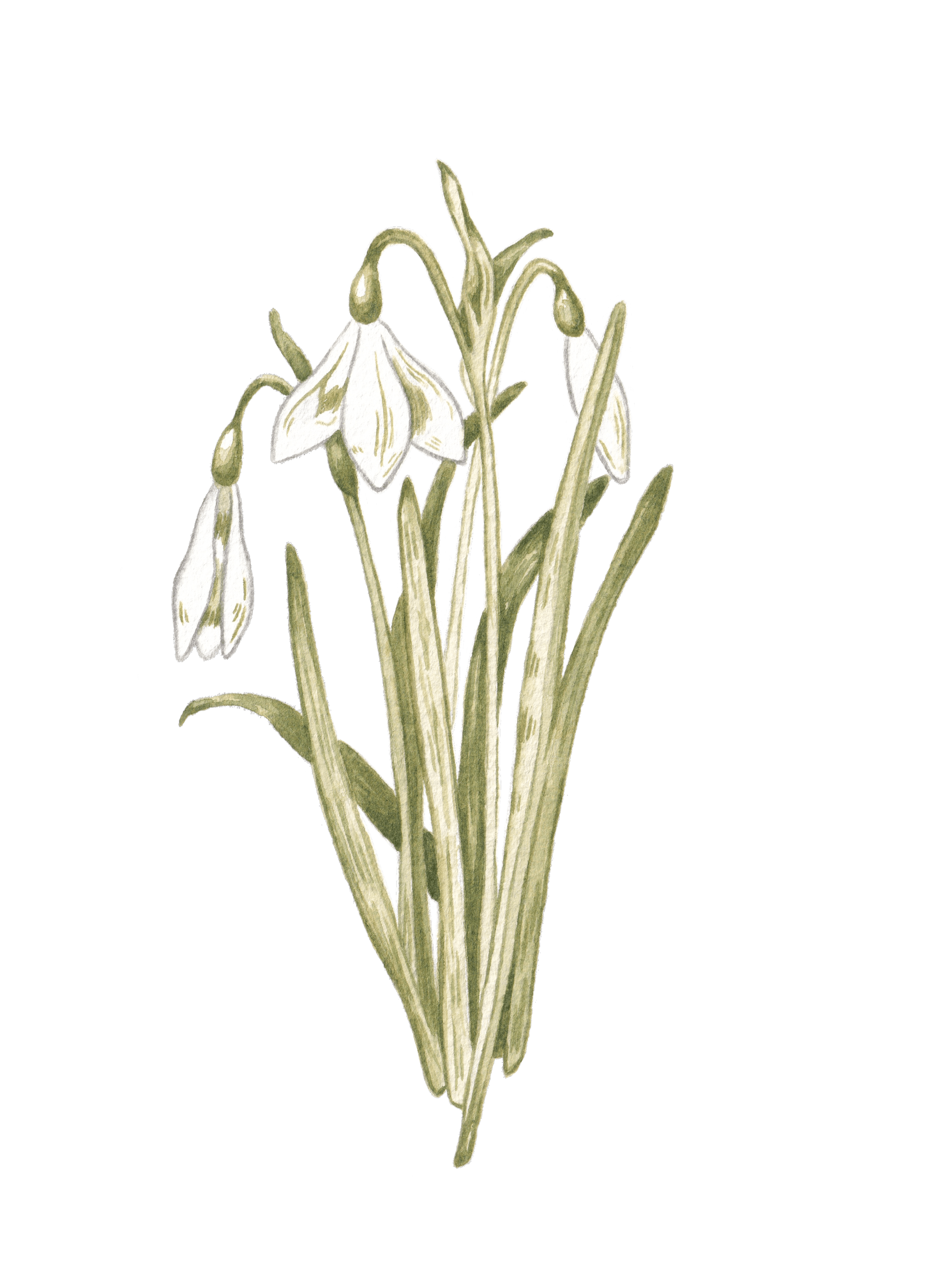 Amy James freelance picture book artist based in Northamptonshire. Watercolour painting of snowdrops, green foliage, whimsical and cosy.
