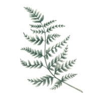 Amy James freelance illustrator, picture book maker, based in Northamptonshire. Watercolour painting of a green fern. Whimsical and cosy.
