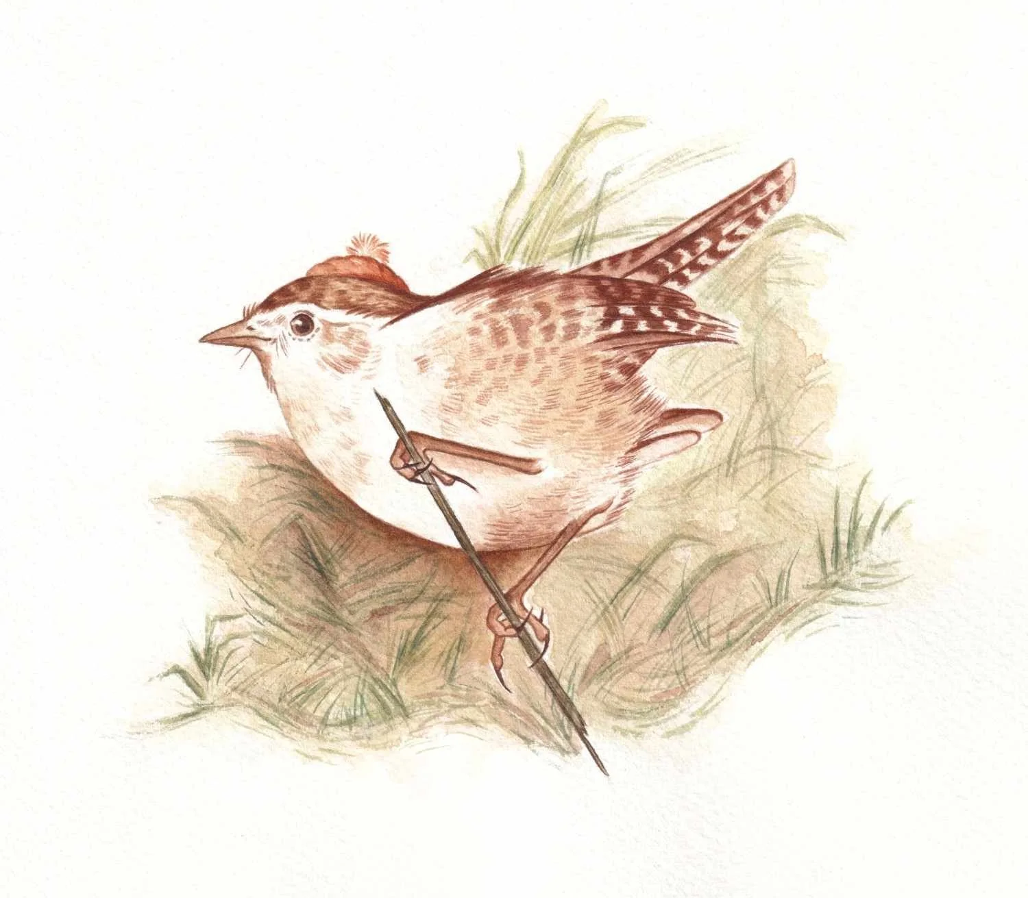 Children’s picture book illustration of a winter wren bird, wearing a bobble hat perched on a branch. Whimsical, cosy watercolour by Northamptonshire artist Amy James.